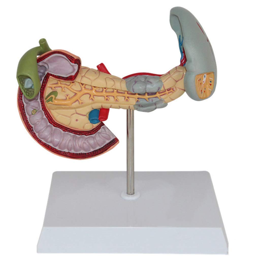 Modello Umano anatomico scientifico - Modello patologico della milza, del Pancreas e del duodeno, Materiale in PVC Modello del fegato Dipartimento digestivo per ausili didattici, Materiale di