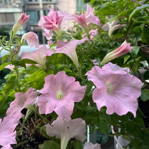 semi di petunia, giardino del resistenti al invernale 800pcs