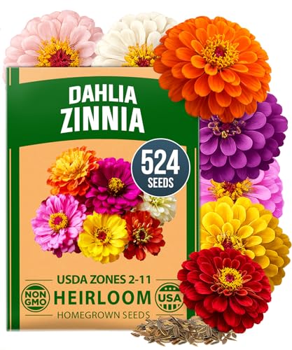 HOME GROWN Zinnia Dahlia Seeds Pack for 2026 Non GMO...