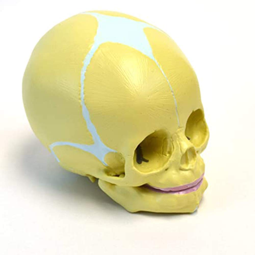 sjdoPulse Human Fetus Skull Anatomical Model-30 Weeks Fetus-Toothless Infant-Medical School Research Study