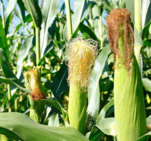 LiveNature Hybrid Maize Seeds | Hybrid Makka/Bhutta Seeds | Hybrid Sweet/Baby Corn Seeds | Vegetable Gardening Seeds for Planting - 100 Seeds (B0D5QKDCP1) Amazon Price History, Amazon Price Tracker