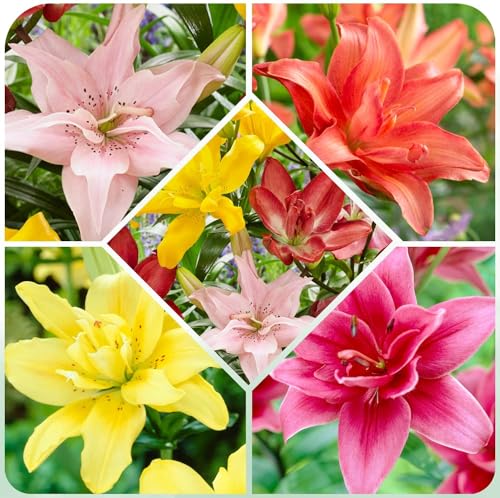 Bulbi Di Giglio - 4 Pezzi | Fiori Eleganti E Profumati | Per Giardino O Vaso | Adattabili E Tolleranti Al Freddo - Foto 6