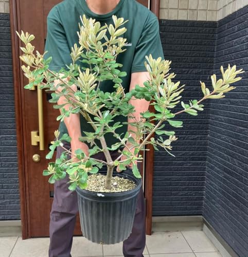 観葉植物 バンクシア」の人気商品一覧 | 安い商品を通販サイトから探す