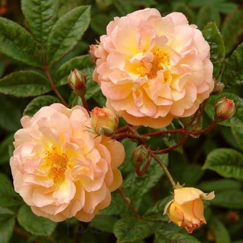 Peter Beales Roses UK Ghislaine De Feligonde Rambling Rose, Orange ...