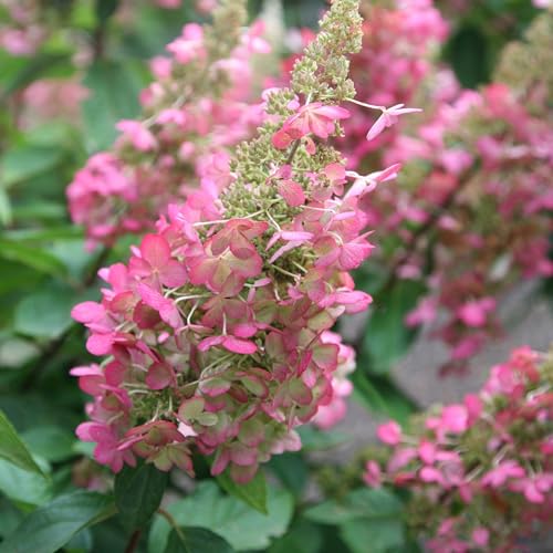 Plant Theory Pinky-Winky Hydrangea Paniculata Shrub Plant 2L Pot