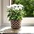 8 Inch Planter Pots for Plants, Plastic Flower Pots Indoor Outdoor, 5 Pack Resin Plant Pot with Drainage & Saucer, Retro Decorative Garden Pot with Removable Trays for House