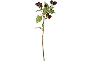 Floristrywarehouse Black Floral Spray