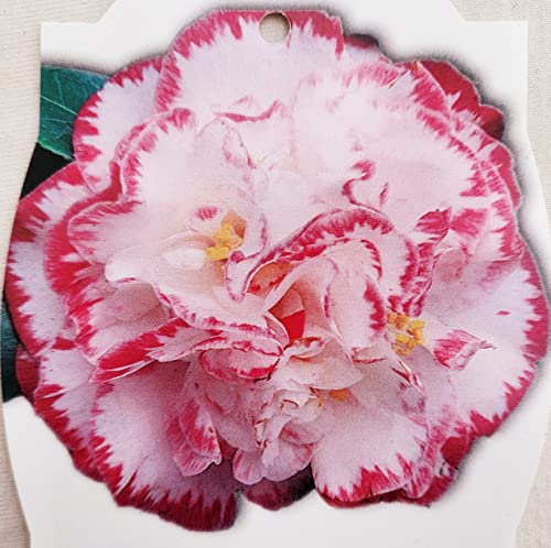 Se sei interessato ad altre nostre offerte digita: www.amazon.it/powerstoflowers
