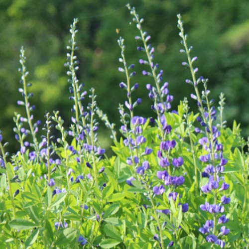 ムラサキセンダイハギの育て方 冬の状態や剪定方法をご紹介