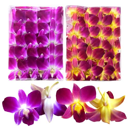 Miami Fresh Orchid Flower OrchidClubUSA Sunne Tropical Loose Bloom DIY