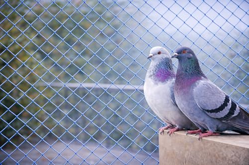 TARPORA Bird & Pigeon Safety Net for Balcony | Nylon Protection| 12Ply | (Blue, 10 x 80 FT)