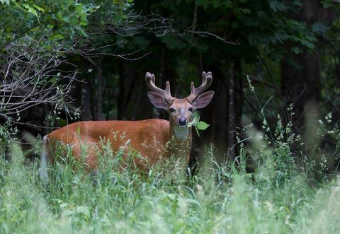 1 Lb Food Plot Mix Wild Game Soybean Sorghum Millet Sunflower Iron Cowpeas Corn Bulk Seeds Whitetail Deer Green Goose Honey Bee "Seeds That Grow Fast" #TOP3