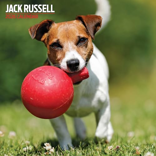 Jack Russell Calendrier traditionnel 2026
