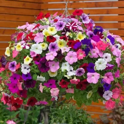 See full amazon price history chart for Petunia Flower Flower Mix Colours Seeds F1 Hybrid Seeds- 35 Seeds Pack Petunia Flower Flower Mix Colours Seeds F1 Hybrid Seeds- 35 Seeds Pack (B09ZP4V2QF) Amazon Price History, Amazon Price Tracker