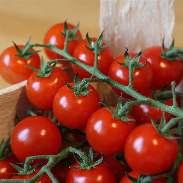 Profi F1-Tomatenpflanzen (2er Set) Exklusive Gourmet-Sorten zur Auswahl Maximale Resistenz & Höchstertrag Kräftige Jungpflanzen im 11cm Topf (Consuelo - Die aromatische Rispen-Tomate)