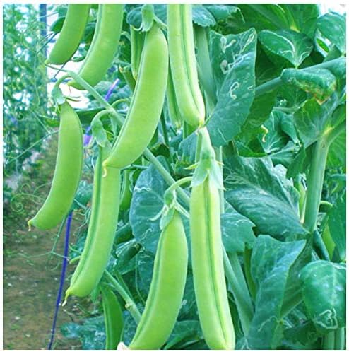 Amazon スナップえんどう 幸姫 さちひめ 9cmポット苗 野菜