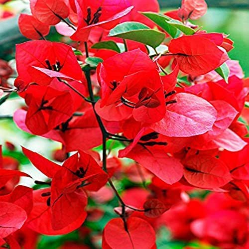 Healthy Vibe Bougainvillea Plant - Vibrant Dwarf All Season, Easy Care - Perfect for Garden Spectabilis live plant (RED)