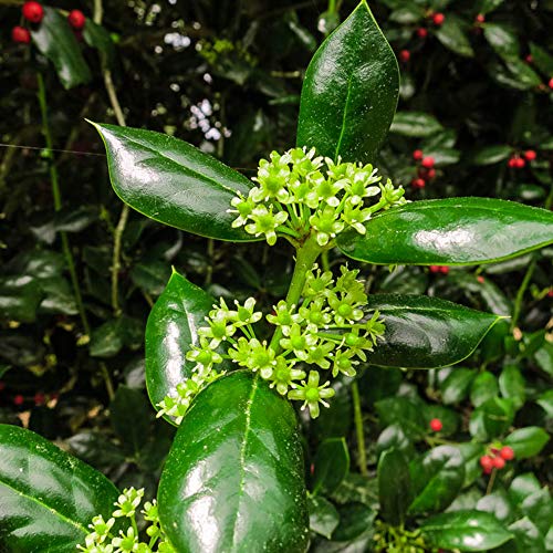 Perfect Plants Dwarf Burford Holly Live Plant, 1 Gallon, Includes Care Guide #TOP7