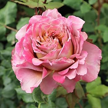 Amazon.co.jp: バラ苗 【テナチュール】 (新苗) ハイブリッドティー