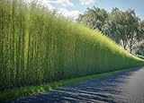Willow Hybrid Trees for Privacy - Fast Growing Austree Willow Cuttings (10 Cuttings)