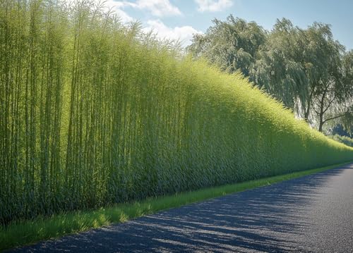 Willow Hybrid Trees for Privacy - Fast Growing Austree Willow