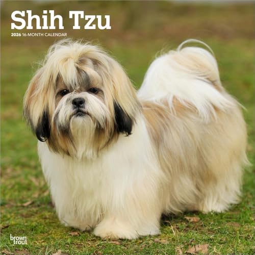 Shih Tzu 2026 – 16-Monatskalender: Original BrownTrout-Kalender [Mehrsprachig] [Kalender] (Wall-Kalender)