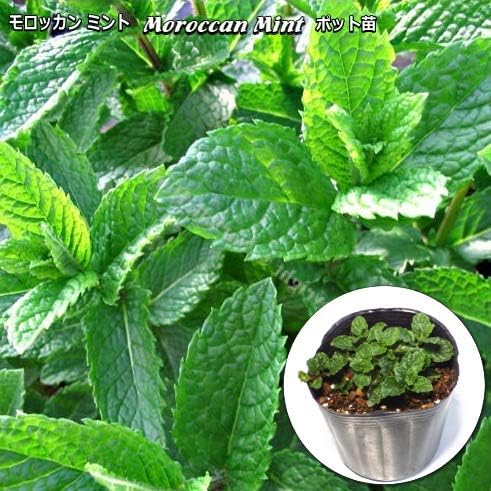 Amazon モロッカン ミント Moroccan Mint 9cmポット苗 ハーブ 花 Amazon モロッカン ミント Moroccan Mint 9cmポット苗 ハーブ 花