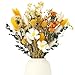 Vyuwast 30 Stück Trockenblumen Deko Gelb Set Don't Forget Me Natürliche Getrocknet Blumen Dried Flowers Pflanzen Blumenstrauß Boho Deko für Wohnzimmer Home Hochzeit Vasen Tischdeko