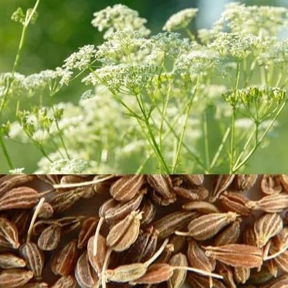 Anise seeds - Herb plant to grow - 600 seeds + Plant tag + Freebie - Pimpinella anisum medicinal herb