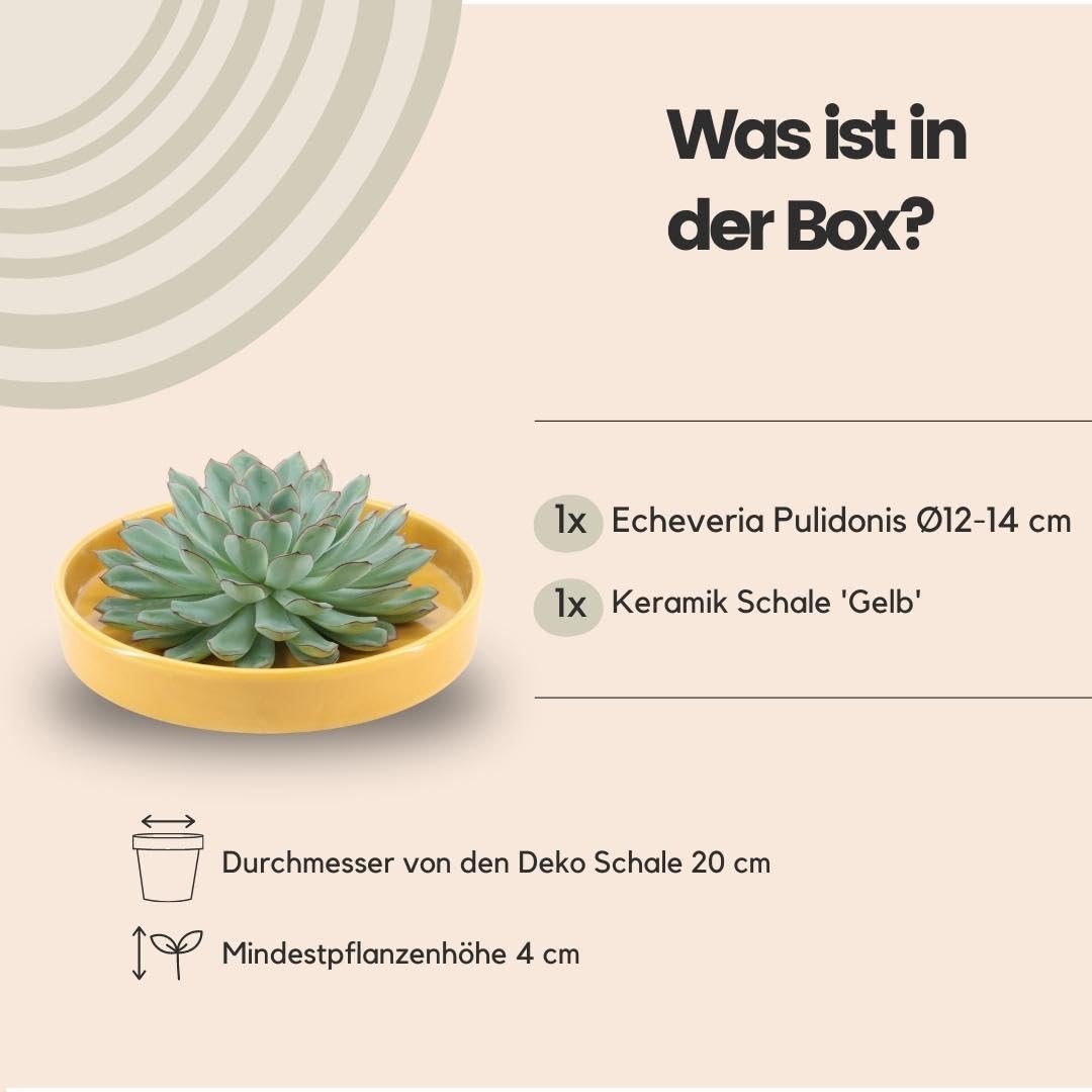 Echeveria Pulidonis Sukkulente mit Keramikschale, Deko, Gelb, Set Ø20 cm