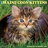 Maine Coon Kittens 2026 12 X 12 Wall Calendar