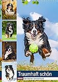  Traumhaft schön - Der Berner Sennenhund (Wandkalender 2022 DIN A3 hoch): Berner Sennenhunde von klein bis groß auf traumhaften Bildern (Planer, 14 Seiten ) (CALVENDO Tiere)