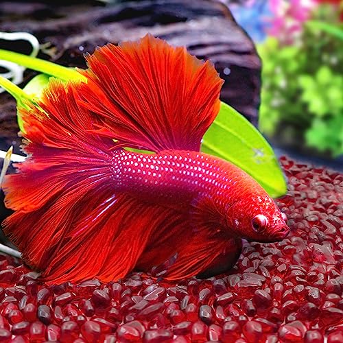 Image of Keedolla 3 LB Aquarium Fish Tank Rocks Gravel Stones Pebbles, Sea Glass Pebbles Beads Gemstones Marbles for Fish Turtle Tank, Vase Fillers and DIY Crafts - Red