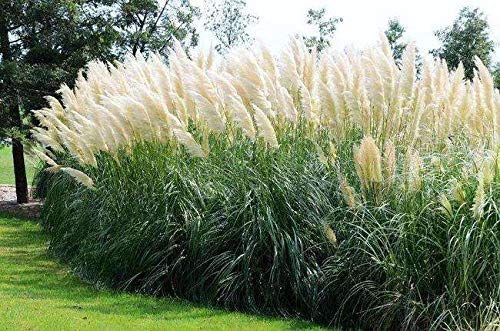 200pcs Pampas Grass Seeds Ornamental Plant Seeds Garden Yard Growing DIY Home Décor