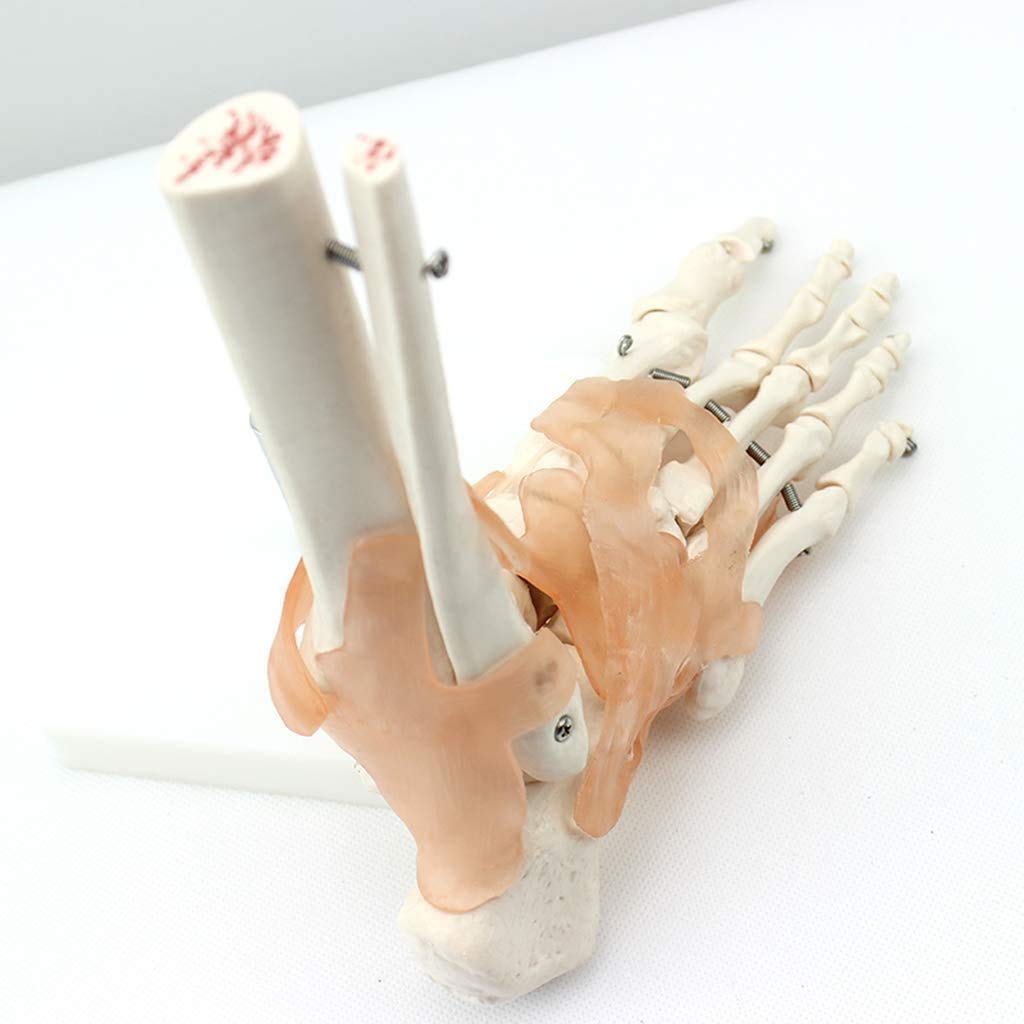 Cheville Humaine avec des Rubans Anatomical Modèle Vie Anatomie Taille De L'Aide À L'Éducation Médicale Humaine, Les Modèles Médicaux Et Matériels Didactiques