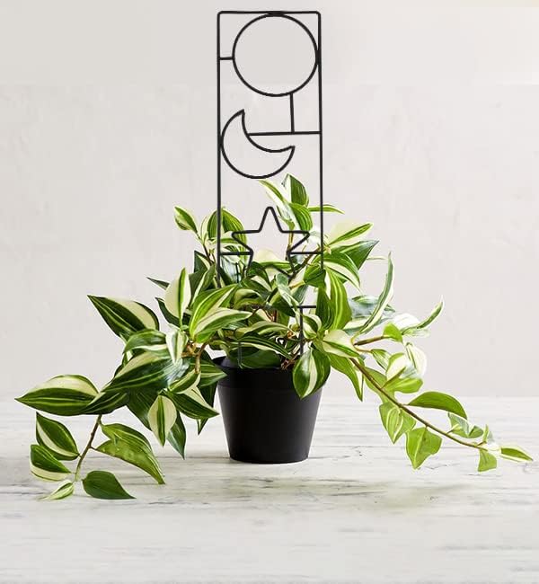 Miniatura 9 de Wellsign Enrejado para plantas trepadoras en interiores, enrejado pequeño de metal para plantas de interior de jardín de 15.94 pulgadas para plantas