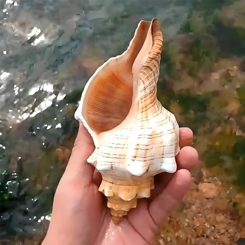 Amazon.com: Fecovanti Giant Natural Conch Shell 6-7 inches,Striped