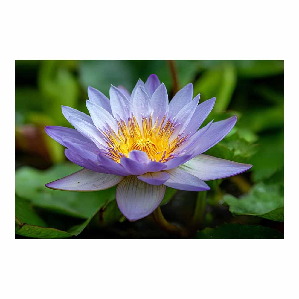 ZAMAEIU Nature Landscape Canvas Wall Art Water lilies posters picture, Modern Wall Decor, for Bedroom, Office, Living Room, Corridor, classroom(Purple;)-50x70cm Unframed