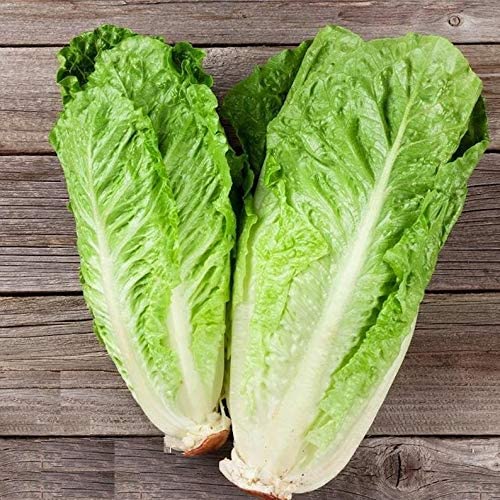 EVOY -XDA - Ice Burg Lettuce Salad Seeds 500 Seeds TR359