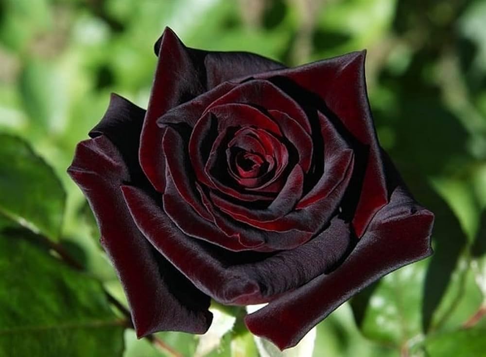 English black rose big size live plants,live rose plants for big size english black (Pack of 1) (B0CR47MHTY) Amazon Price History, Amazon Price Tracker