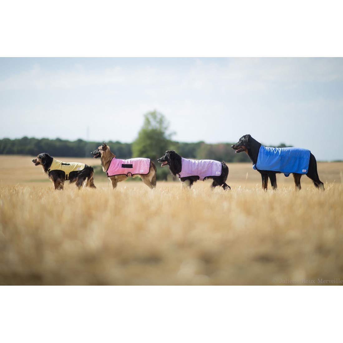 Animo Concept Kühlmantel für Hunde