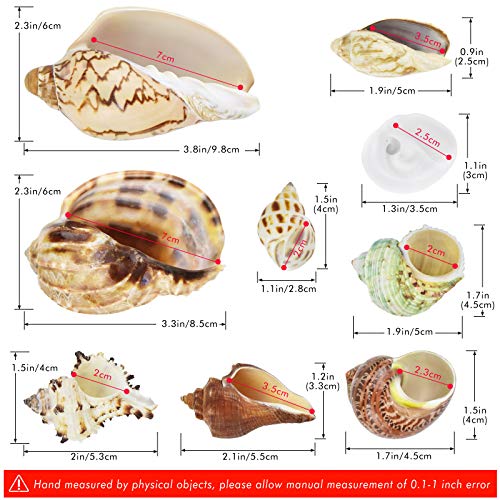 KATUMO Hermit Crab Shells, 9 Types Small Medium Natural Growth Turbo Seashells 0.6-2.5'' Various Opening Size for Hermit… - Image 3