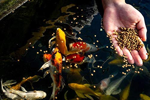 Blue-Ridge-Fish-Food-Pellets-Koi-and-Goldfish-Growth-Formula-Mini-Floating-Pellet-Balanced-Diet