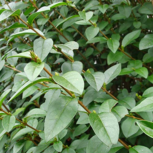 Ligustrum Ovalifolium- Troène de Californie 60-80 cm en conteneur