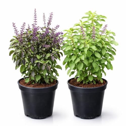 Tulsi Ayurvedic Live Plant, Rama and Shyama Tulsi, Small Size pack Of 2 Combo, Garden And Pooja Plant, Varieties with Planting Pots, Small Size pack Of 2 Combo