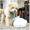 Interactive Ball Launchers for Dogs
