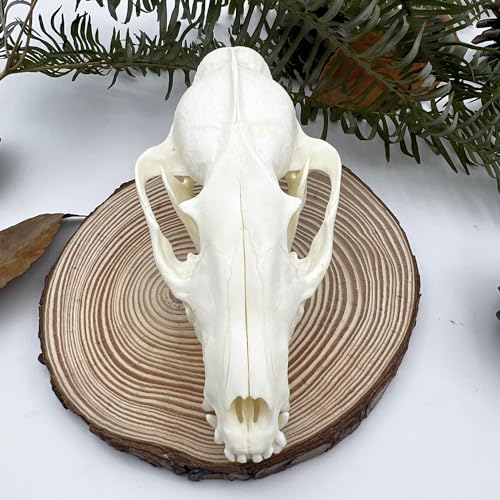 Image of Taxidermy Real Animals Skull Decor - Model Animals Bones Specimen,Taxidermy Supplies for Science Education,Collection (Raccoon)