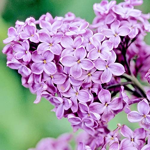 Japanese Tree Purple Lilac Seeds - Perennial Powerful Lovely Fragrant Syringa Striking Privacy Screens Low-Maintenance Attract Pollinators Qauzuy Garden 25+ Seeds #TOP1