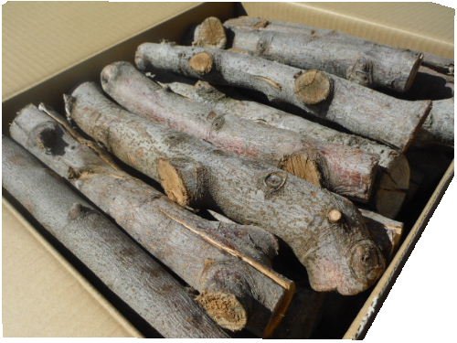 リンゴの古木、薪、丸太