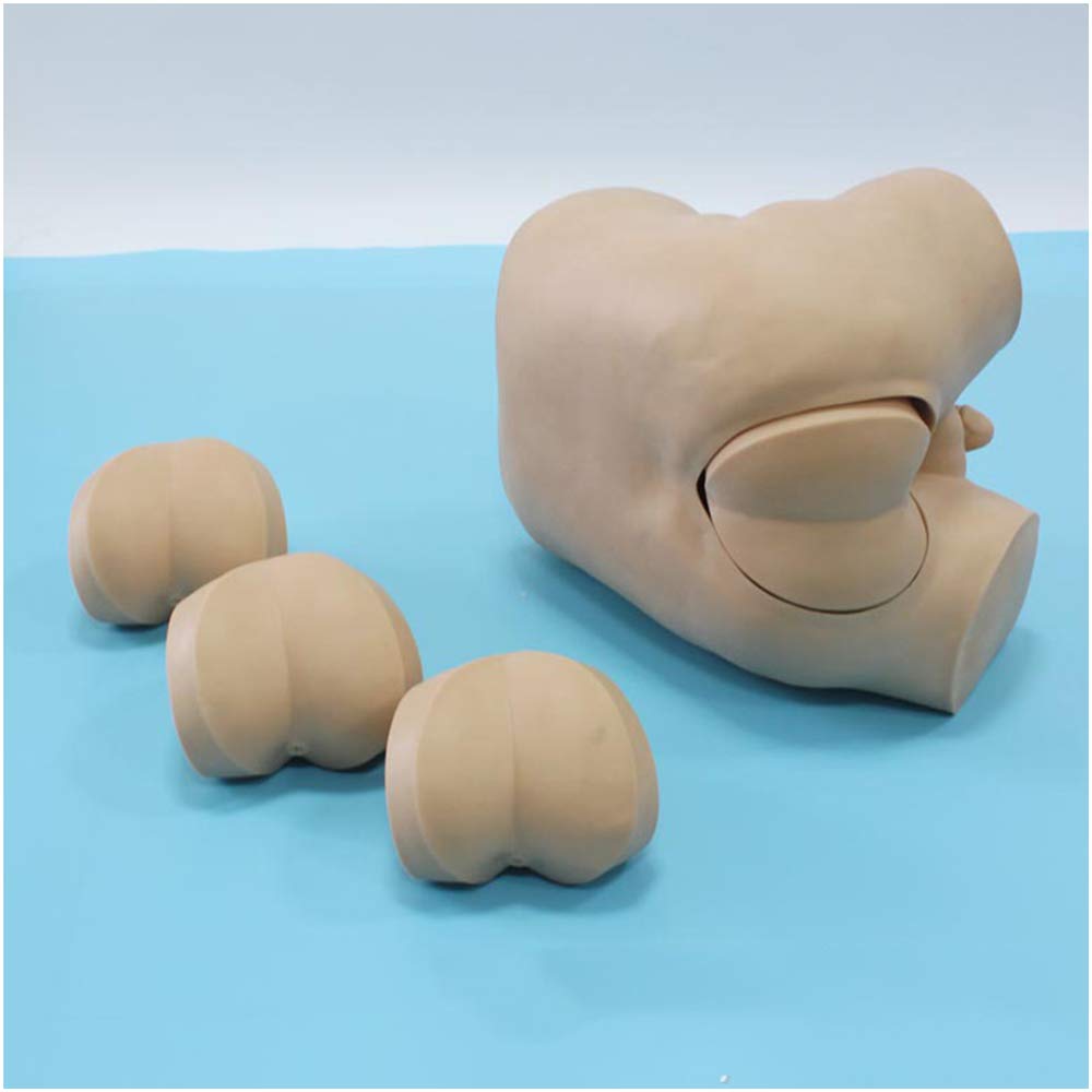 Sjdopulse Manikin Teaching Model Prostate Palpation Model - Rectal Exam Model Medical Practice Model - Rectal Exam Simulator Practice Training Model